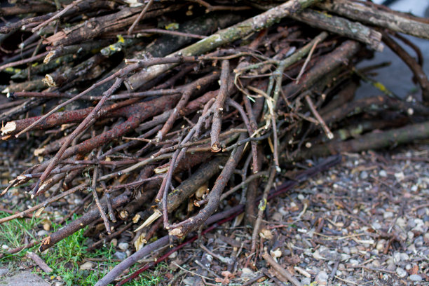 branches