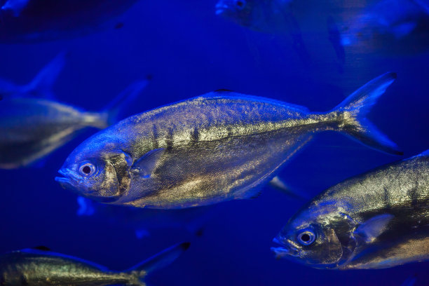 aji