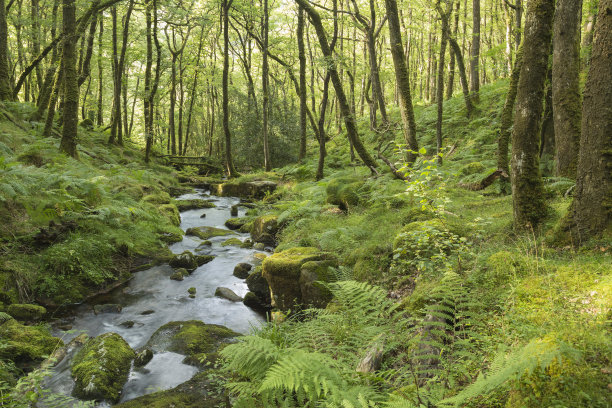 stream