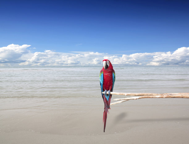 飞鸟蓝色大海壁纸