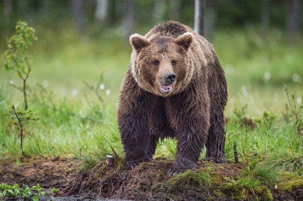 ursus