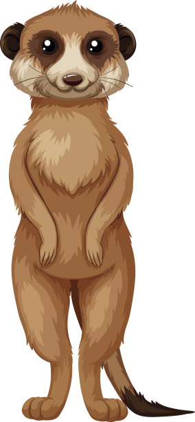 meerkat