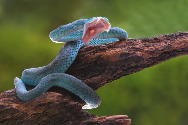snake