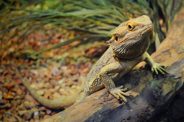 pogona
