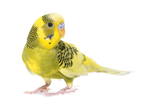 parrots