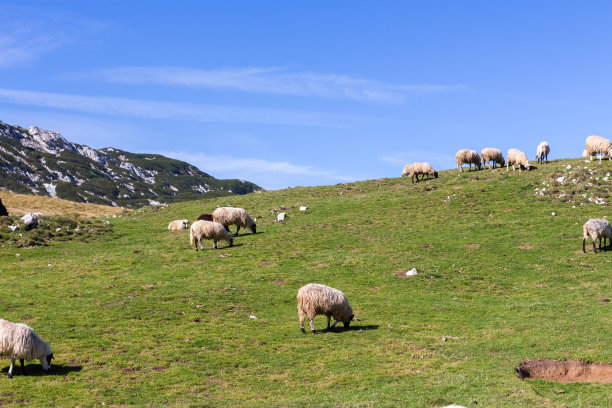高原上的羊群