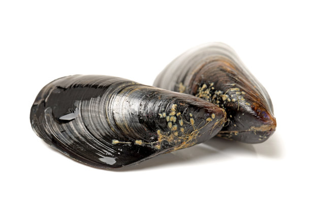 mussels