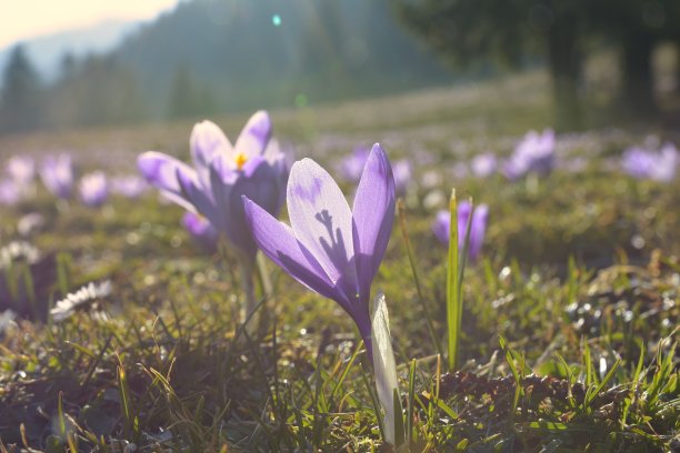 saffron