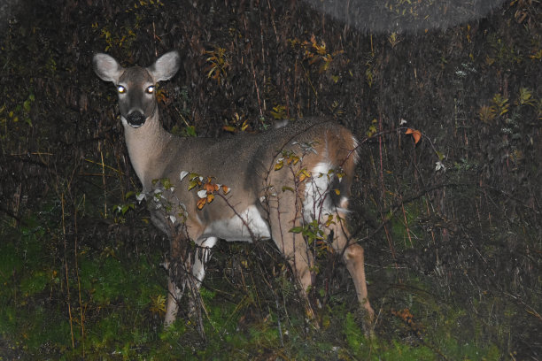 deer