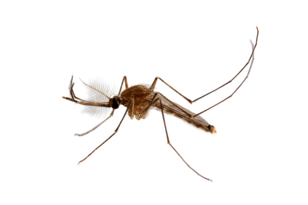 mosquito