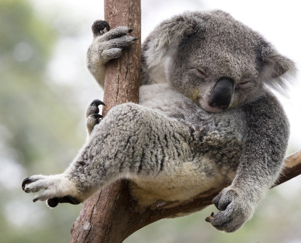 koala