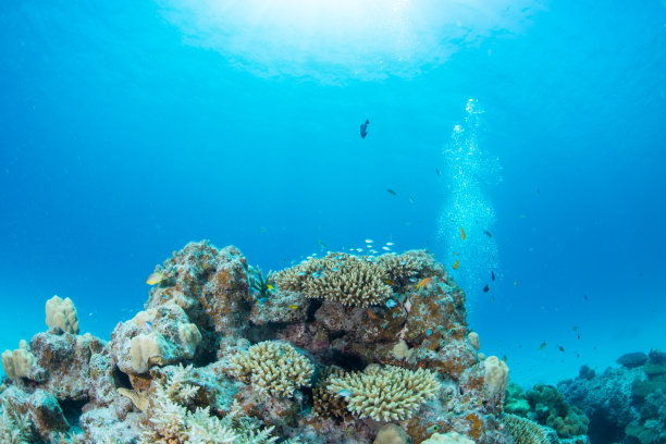 corals