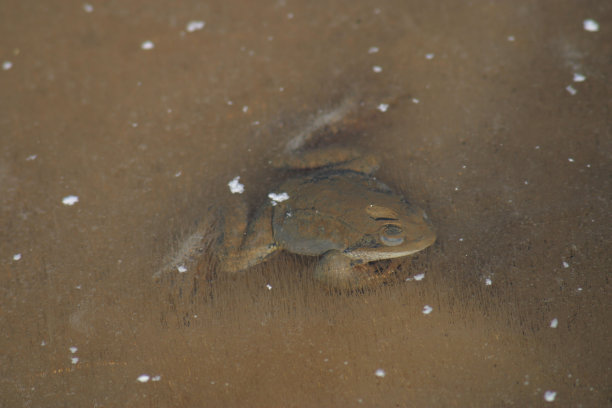 frog