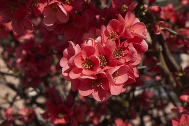 chaenomeles