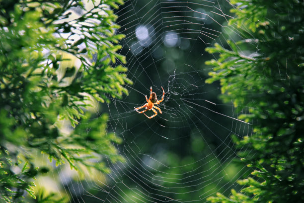 spider