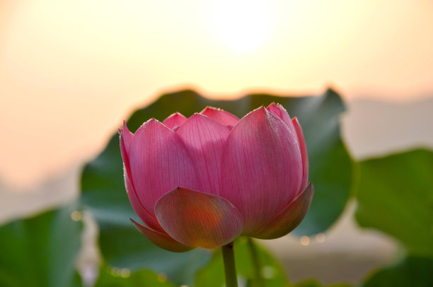 荷花莲子夏至夏天