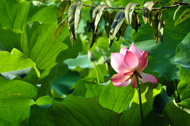 荷花莲子夏至夏天