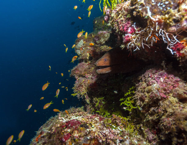 moray