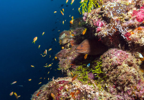 moray