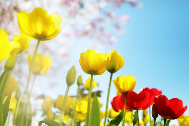 郁金香花圃