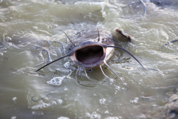catfish
