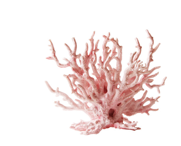corals