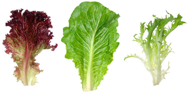 lactuca