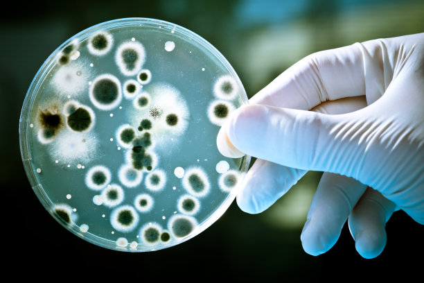 bacteria