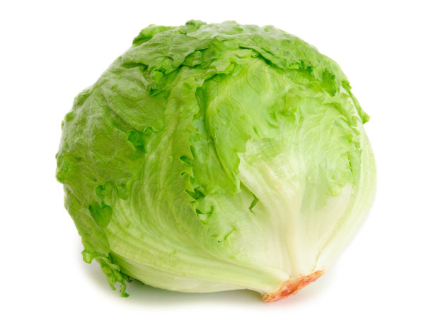 lactuca