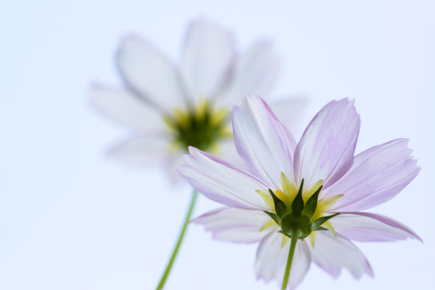 calliopsis