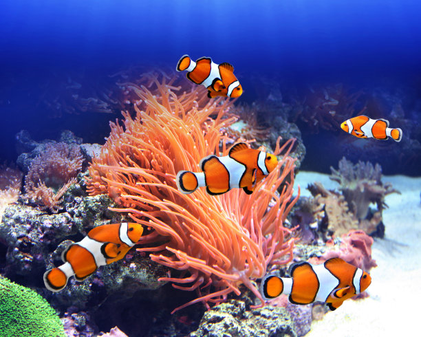 海葵鱼