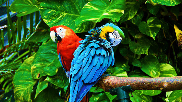 macaws