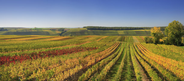 vineyard