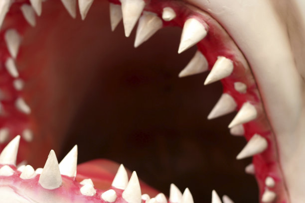 shark