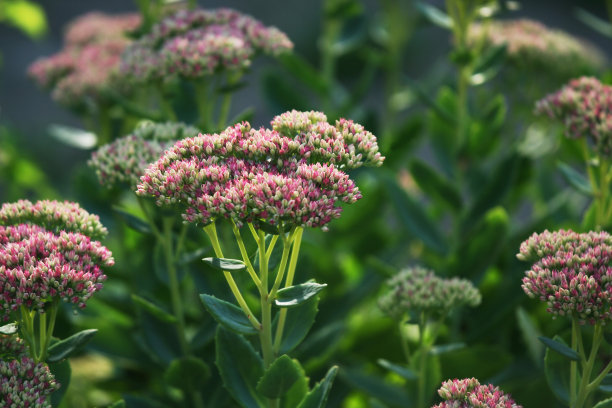sedum