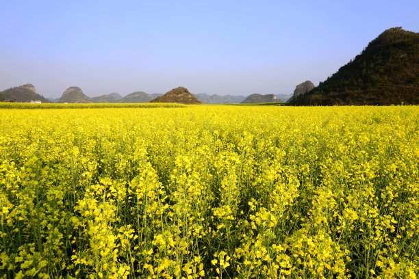 云南油菜田