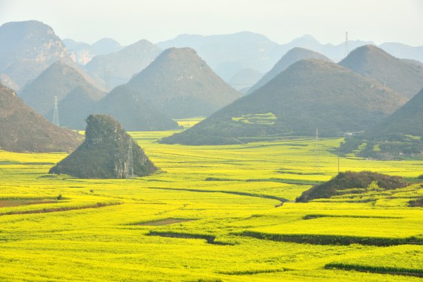 云南油菜田