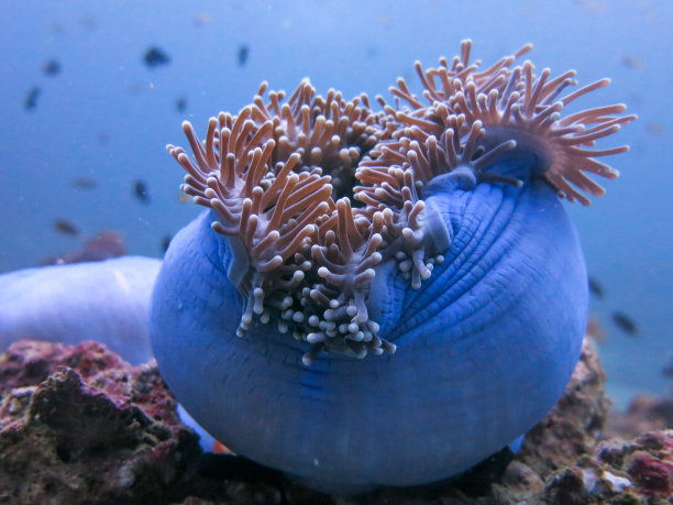 anemonefish