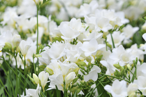 freesia
