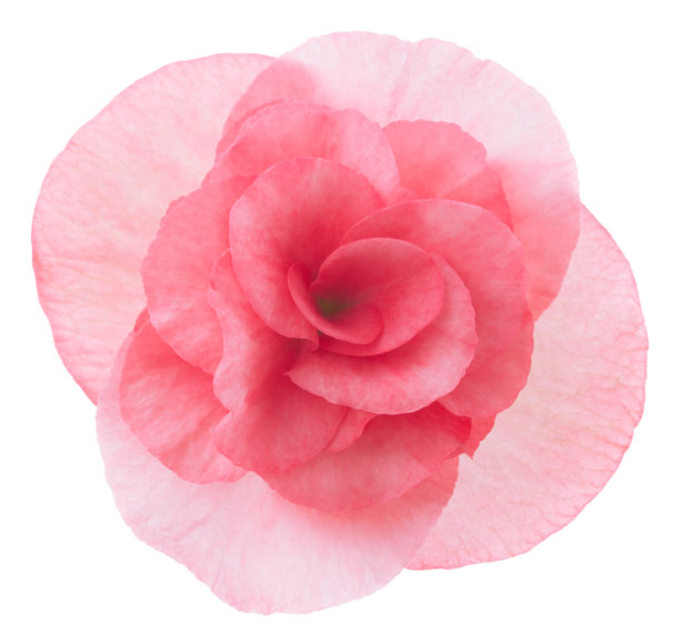 begonia