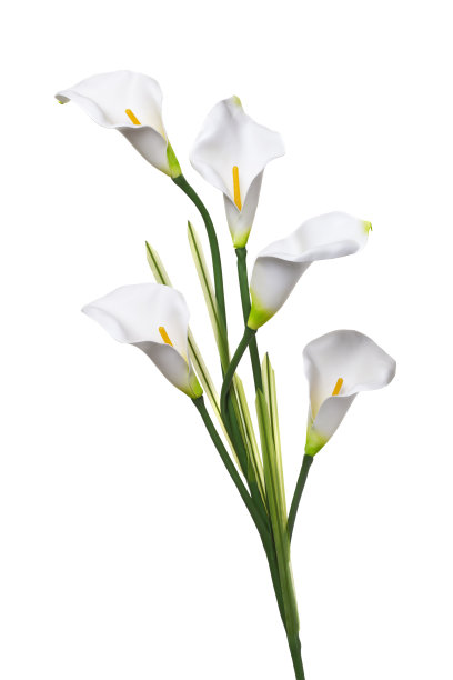 zantedeschia