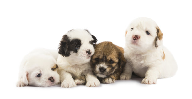 puppy