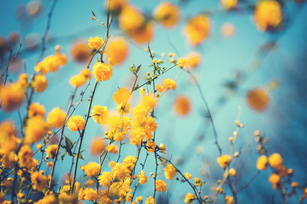 黄色鲜花