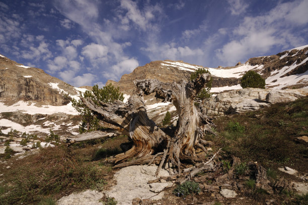 elko