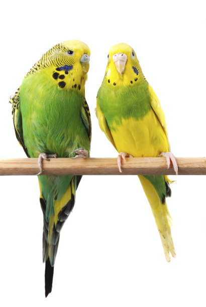 parrots