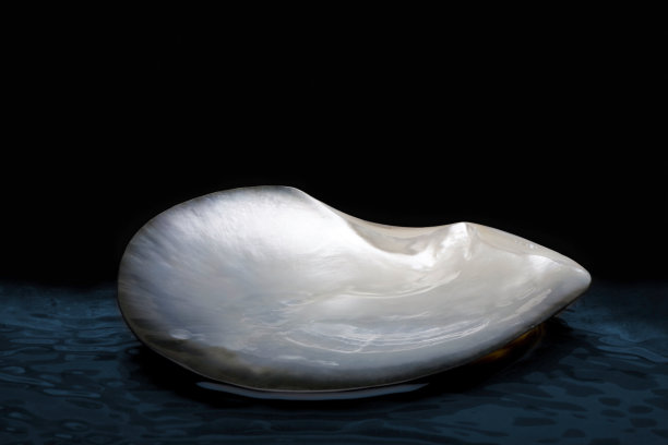 shells
