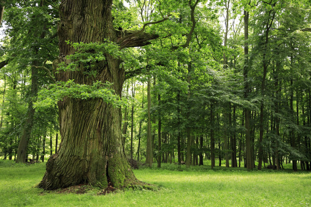forest