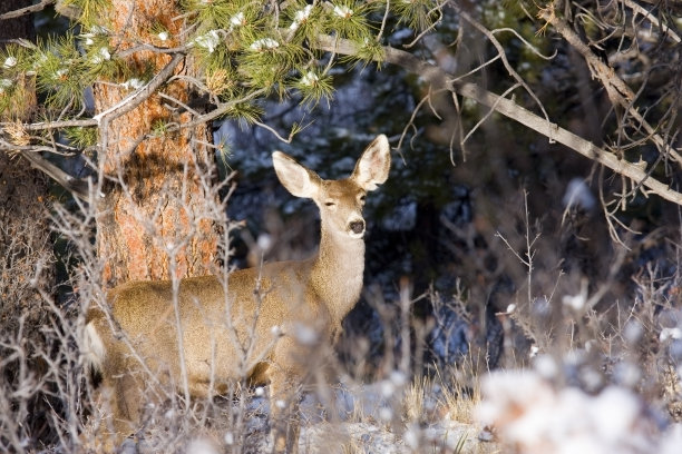 doe