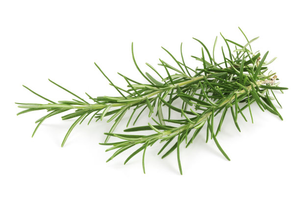 rosemary