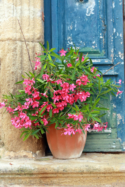 oleander
